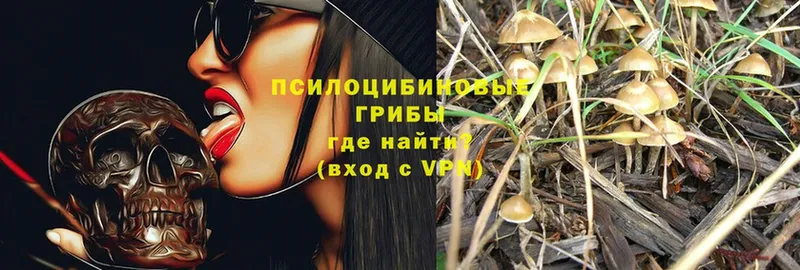 Галлюциногенные грибы Psilocybe  Темников 